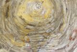 Polished Petrified Wood Slab - Australia #164547-1